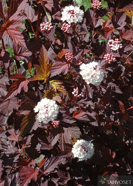 Physocarpus opulifolius 'Mindia' [Diable d'Or], purppuraheisiangervo